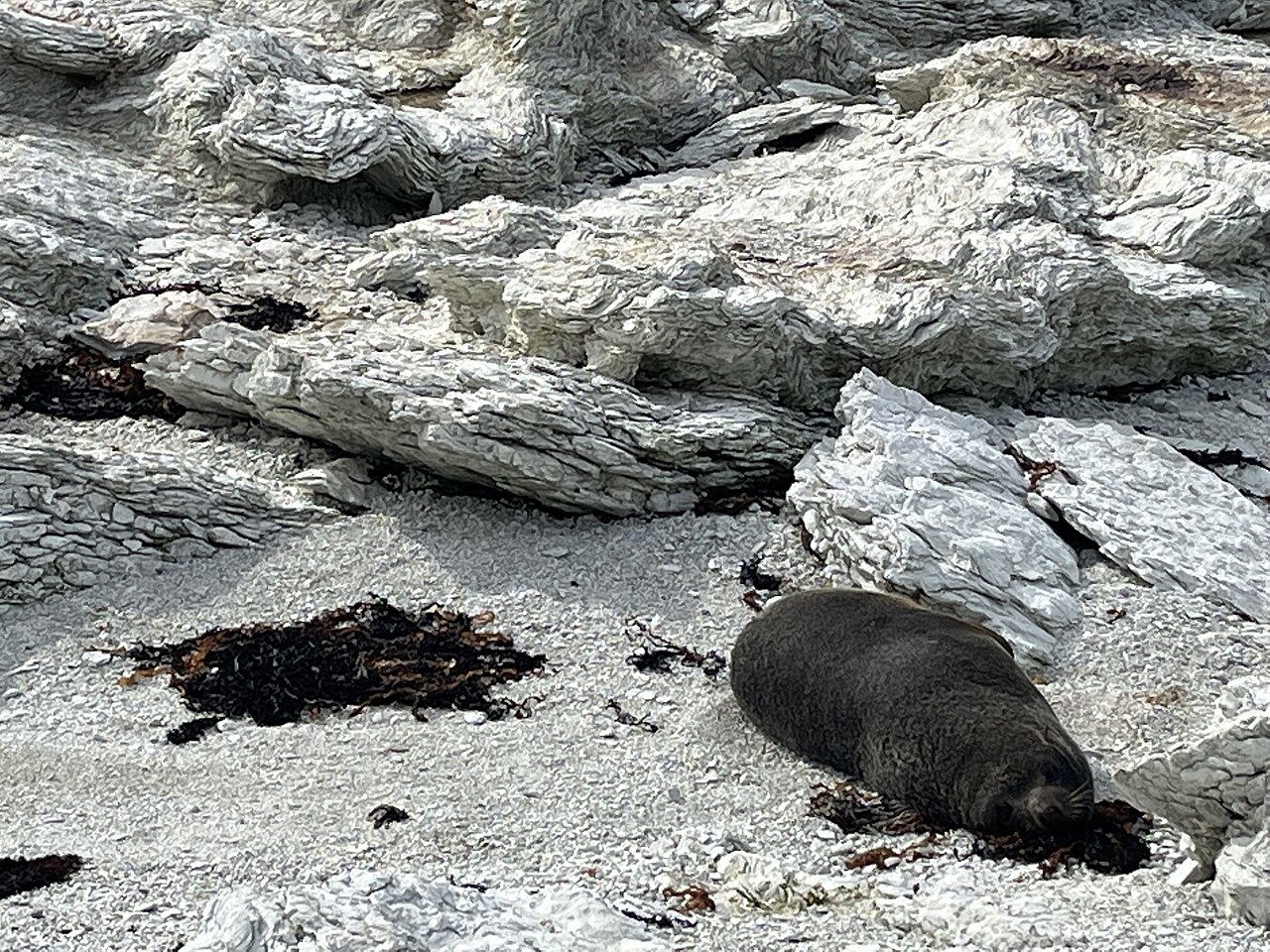 Raue Küste bei Kaikōura in der Weinregion Marlborough, Südinsel Neuseeland